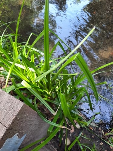 Scirpus microcarpus