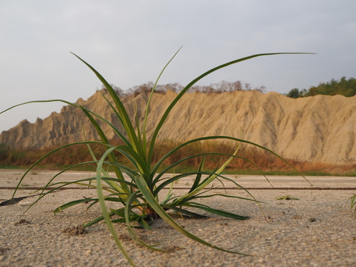 Scirpus ternatanus