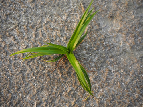 Scirpus ternatanus