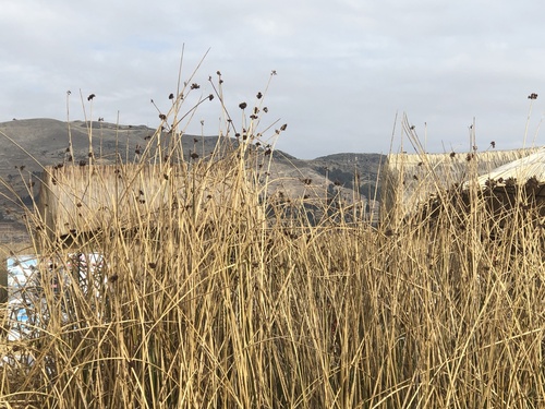 Scirpus validus subsp. creber
