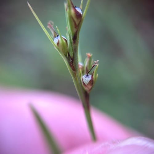 Scleria biflora