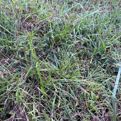 Scleria biflora