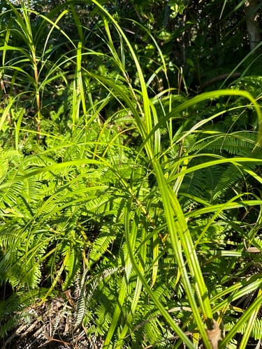 Scleria scrobiculata