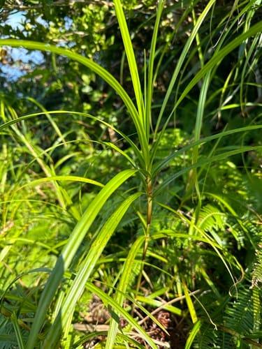 Scleria scrobiculata