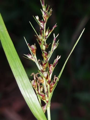 Scleria terrestris
