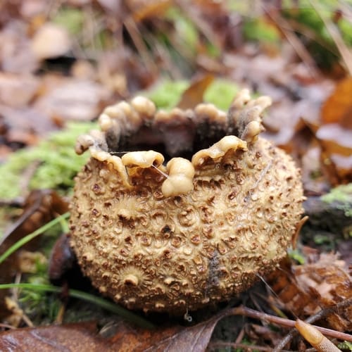 Scleroderma citrinum