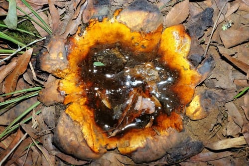 Scleroderma polyrhizum