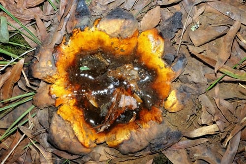 Scleroderma polyrhizum