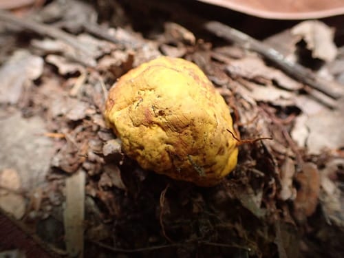 Scleroderma sinnamariense