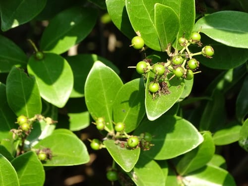 Scolopia chinensis