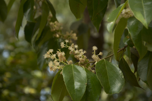 Scolopia crenata