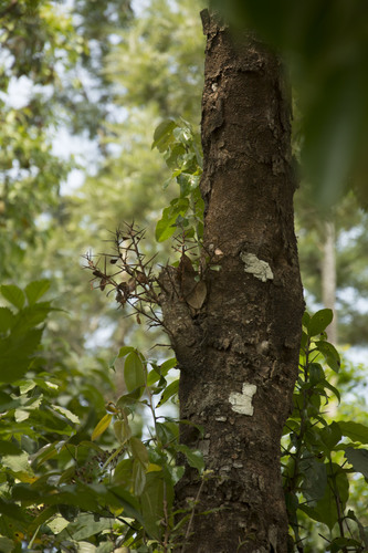 Scolopia crenata