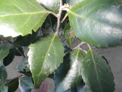 Scolopia mundii