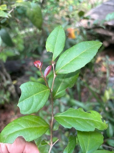 Scolopia stolzii