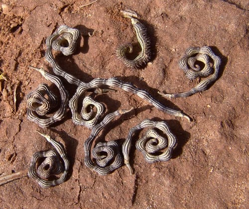 Scorpiurus muricatus