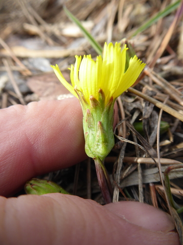 Scorzonera austriaca