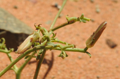 Scorzonera divaricata