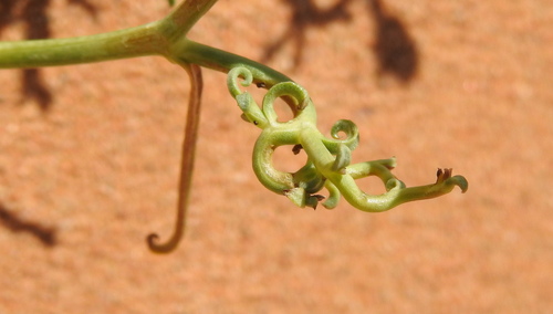 Scorzonera divaricata
