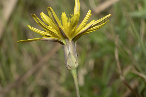 Scorzonera elata
