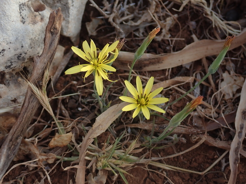 Scorzonera elata