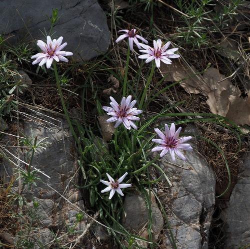Scorzonera phaeopappa
