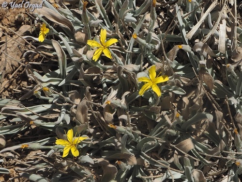 Scorzonera rigida