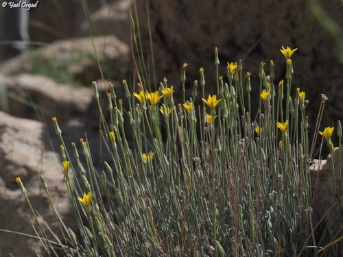 Scorzonera rigida