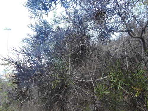 Scutia spicata