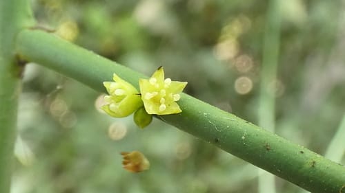 Scutia spicata