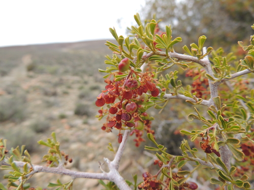 Searsia burchellii