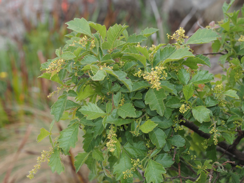 Searsia dentata