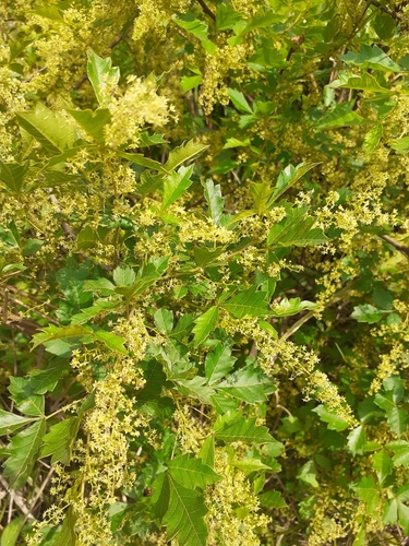 Searsia dentata