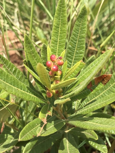 Searsia discolor