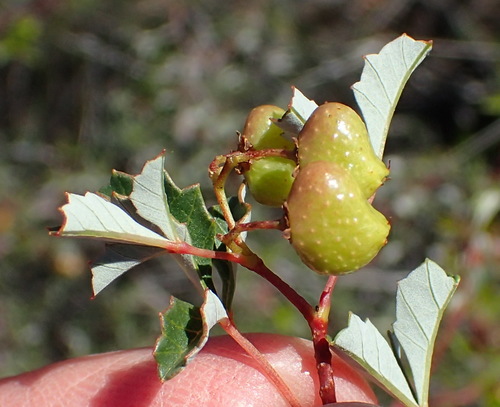 Searsia dissecta