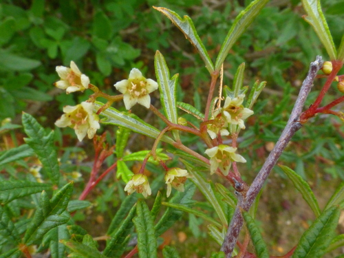 Searsia dissecta