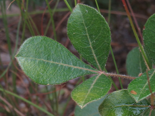 Searsia laevigata