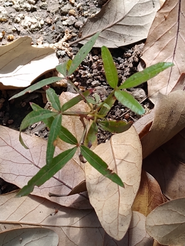 Searsia lancea