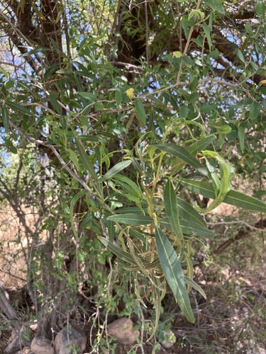 Searsia lancea