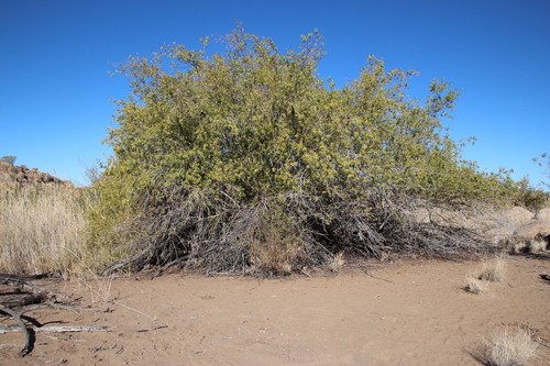 Searsia pendulina