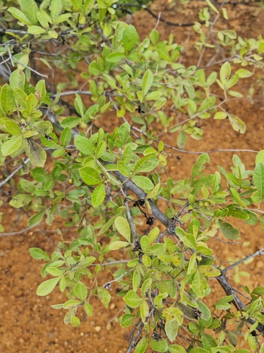 Searsia pyroides