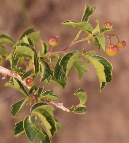 Searsia rigida