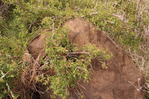 Searsia rigida