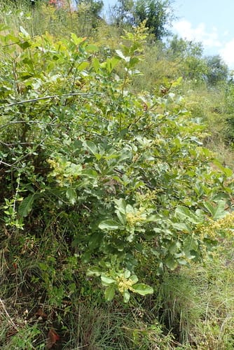 Searsia ruspolii