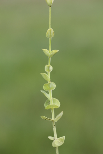 Sebaea leiostyla