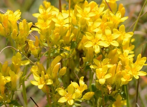 Sebaea leiostyla