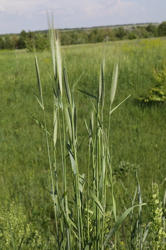 Secale cereale