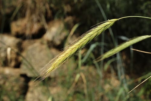 Secale montanum