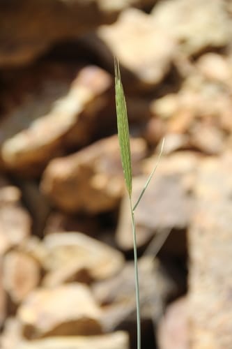 Secale vavilovii