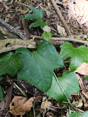 Sechium pittieri