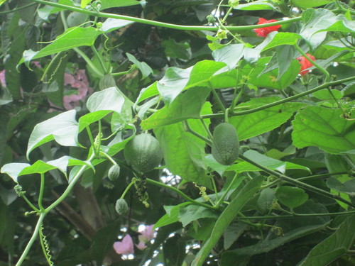 Sechium tacaco